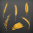 Vector: Wheat set Wheat set