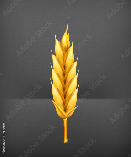 Vector: Wheat, icon Wheat, icon