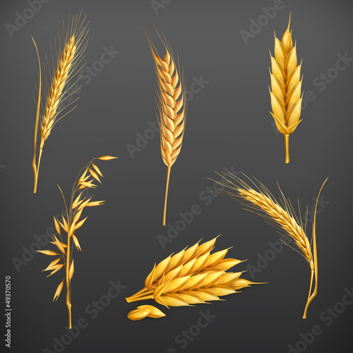 Vector: Wheat set Wheat set