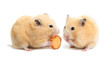 Photo: Funny hamster eats Funny hamster eats