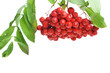 Bunch of red rowan