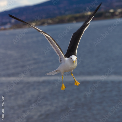Photo: portrait of a seagull portrait of a seagull
