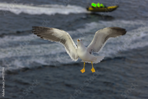 Photo: wingspan wingspan