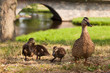 mallard family