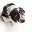 bordercollie from above