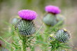 Scottish thistles