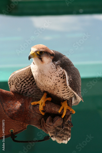 Photo: faucon faucon