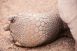 Galapagos giant tortoises foot