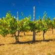 Photo: Vineyard in Tuscany During a Hot Summer Day Vineyard in Tuscany During a Hot Summer Day