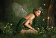 In the Fairy Forest