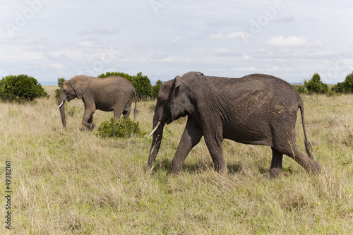Photo: Elephants at Maasai Mara National Park, Kenya Elephants at Maasai Mara National Park, Kenya