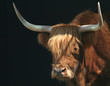 Scottish Highland Cattle