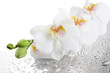 white beautiful orchids with drops