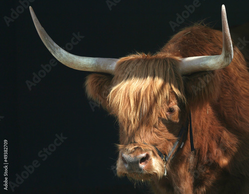 Photo: Scottish Highland Cattle Scottish Highland Cattle