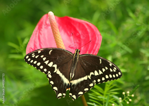 Photo: Swallowtail Butterfly on Pink Flower Swallowtail Butterfly on Pink Flower