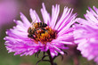 Bee and flower.