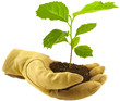 concept protection nature, main gantée, arbre