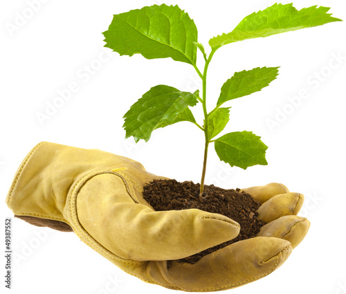 Photo: concept protection nature, main gantée, arbre concept protection nature, main gantée, arbre