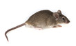 a little mouse isolated on a white background