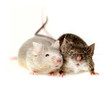 two mice