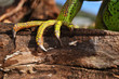 Green Iguana