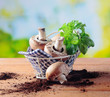 Basket of fresh mushrooms and herbs