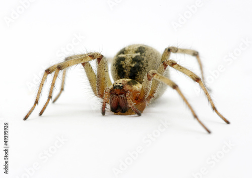 Photo: Spider Spider