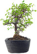Schlanker Bonsai von der Seite aufgenommen