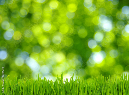 Photo: grass and green background grass and green background