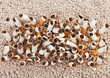 Cigarettes rectangle from above