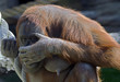 Orang-outan de Borneo 1