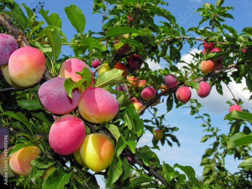 Photo: ripe plums on a tree branch ripe plums on a tree branch