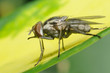 Foto: Mosca Mosca