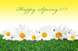 happy spring