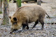 Photo: Wildschwein Wildschwein