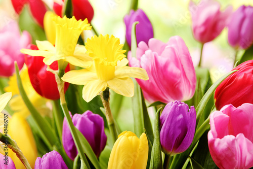 Photo: Tulips and daffodils Tulips and daffodils