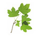 Feldahorn (Acer campestre)