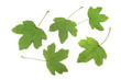 Feldahorn (Acer campestre)