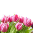 Pinke Tulpen