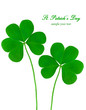 Clover plant macro shot, isolated on white background