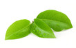 Laurel leaf