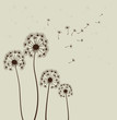 Dandelions. Vector