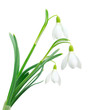 Photo: Snowdrops (Galanthus nivalis) on white background Snowdrops (Galanthus nivalis) on white background