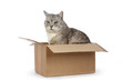 chat tigré gris dans caisse en carton