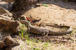 Varanus komodoensis