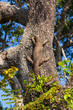 Komodo Dragon