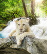 Photo: White lion White lion