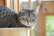 Katze
