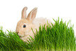 Foto: Rabbit in grass Rabbit in grass