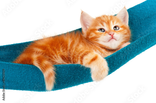 Photo: Red kitten Red kitten